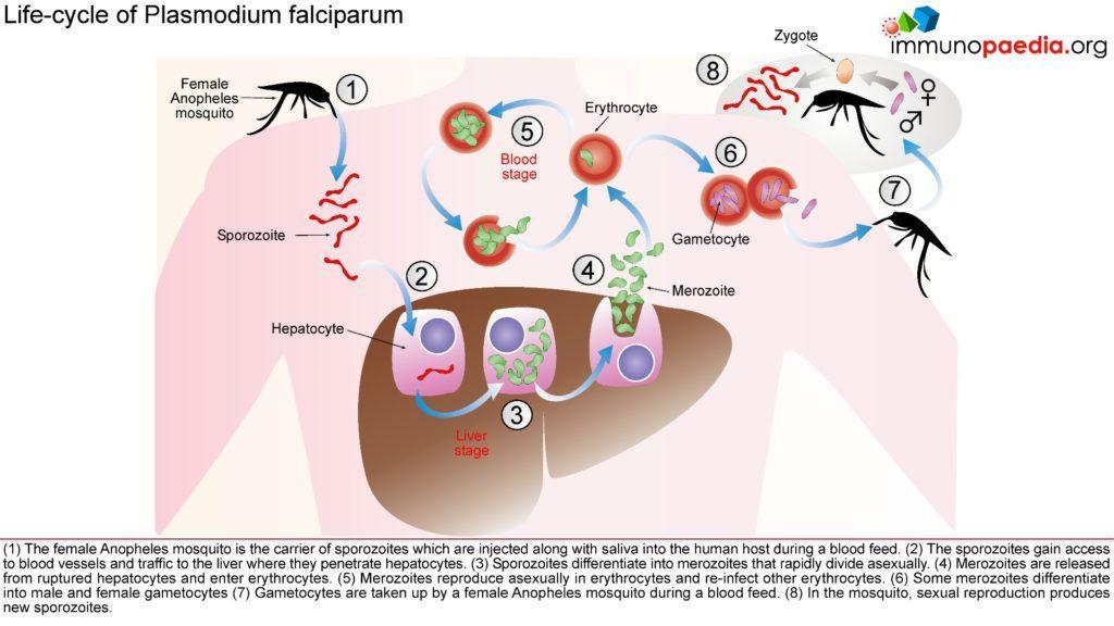 Severe P.falciparum Malaria Case Study Immunopaedia