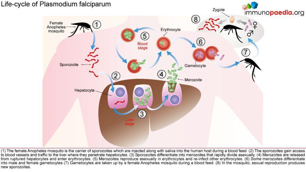 clinical presentation of severe falciparum malaria
