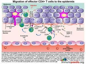 Migration of effector CD4+ T cells to the epidermis
