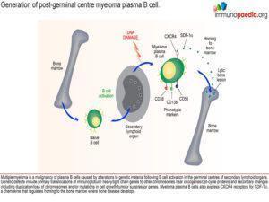 multiple myeloma_Page_1.1