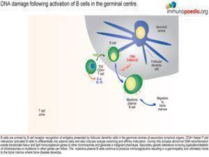 multiple myeloma_Page_2.2