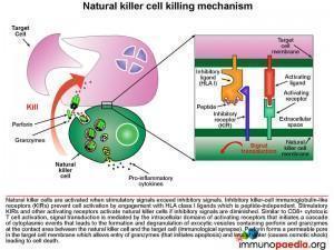 natural-killer-cell-killing-mechanism