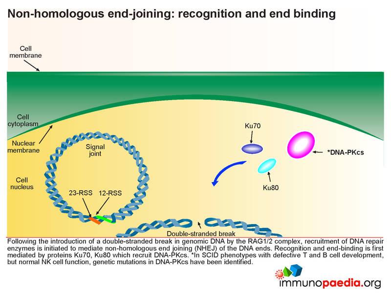 severe combined immunodeficiency scid severe combined immunodeficiency scid
