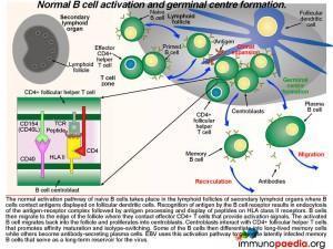 Normal B cell activation and germinal centre formation