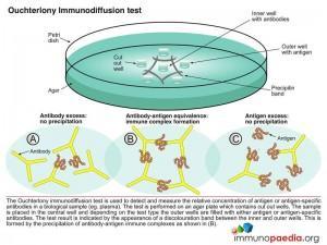 oucterlony-immunodiffusion-test