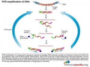 pcr diagnostic tests immunopaedia test immunology