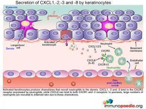 Secretion of CXCL1-2-3 and-8 by keratinocytes