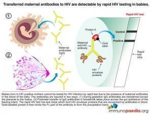 transferred-maternal-antibodies-to-hiv-are-detectable-by-rapid-testing-in-babies