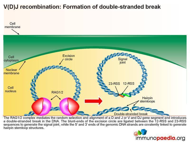 Severe Combined Immunodeficiency Case Study Immunopaedia