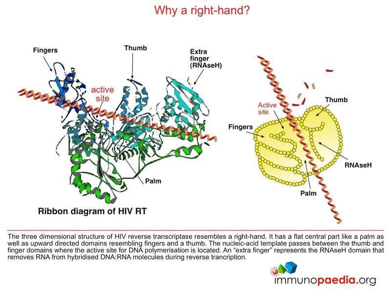 Hiv Drug Interactions Chart