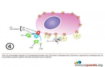 classical-complement-pathway4 | Immunopaedia