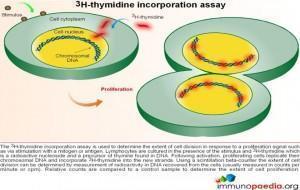 3H Thymidine Incorporation assay