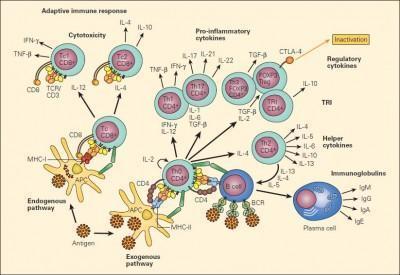 Overview of T Cell Subsets | Immunopaedia