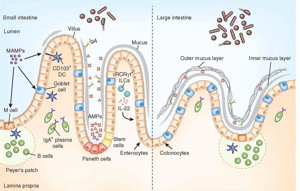 Regulation Of Immunity The Microbiome Immunopaedia Immunopaedia