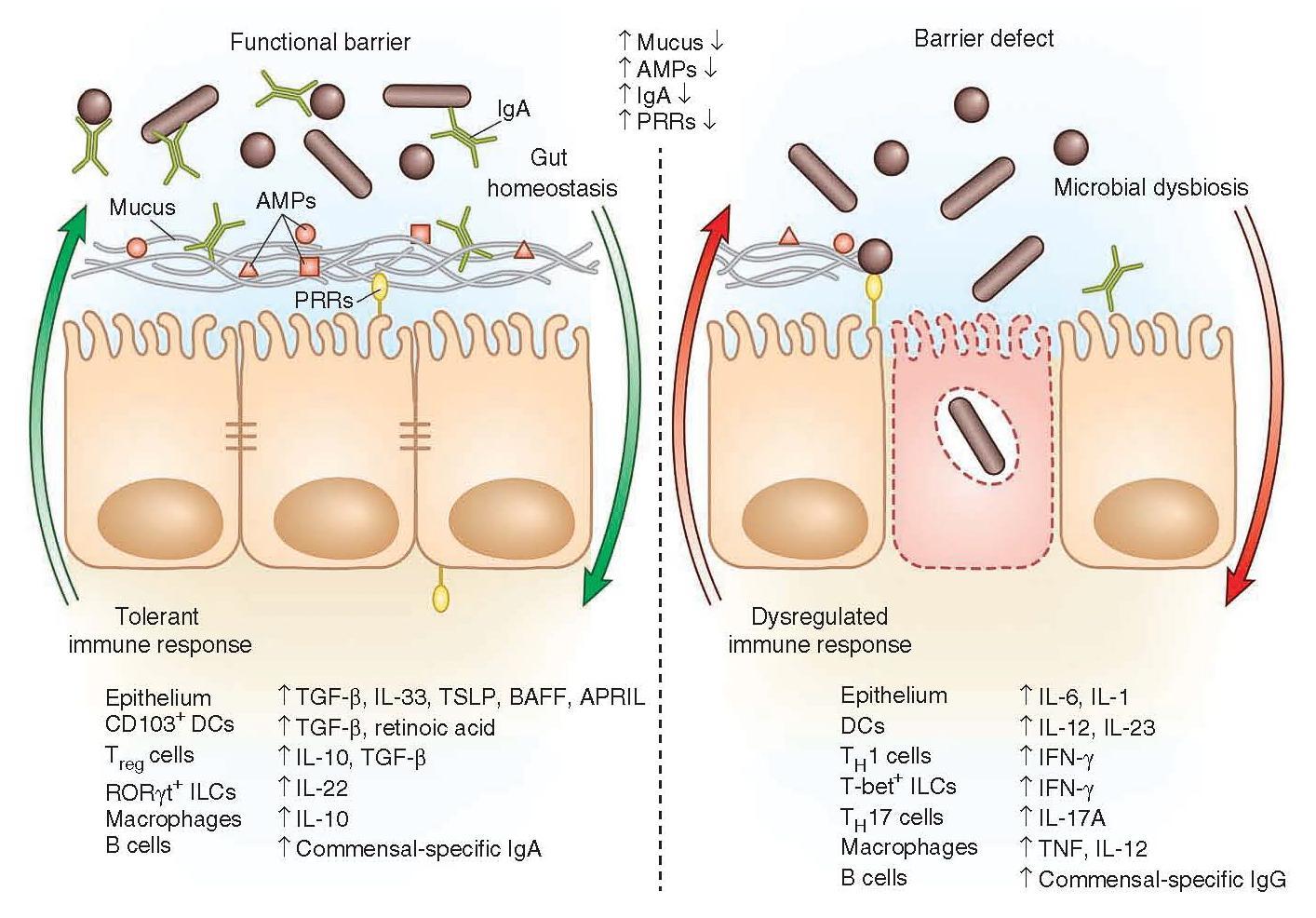 Immune factors in intestinal immune tract