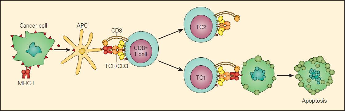 Antigen presentation in cancer: insights into tumour immunogenicity and  immune evasion - Nature Reviews Cancer