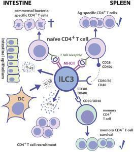 Group 3 ILC-CD4+ T cell interactions