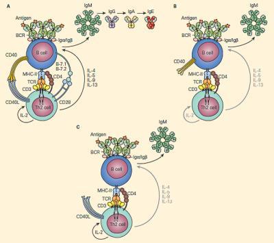 Primary Immunodeficiencies | Immunopaedia Immunopaedia