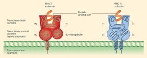 MHC-I and II