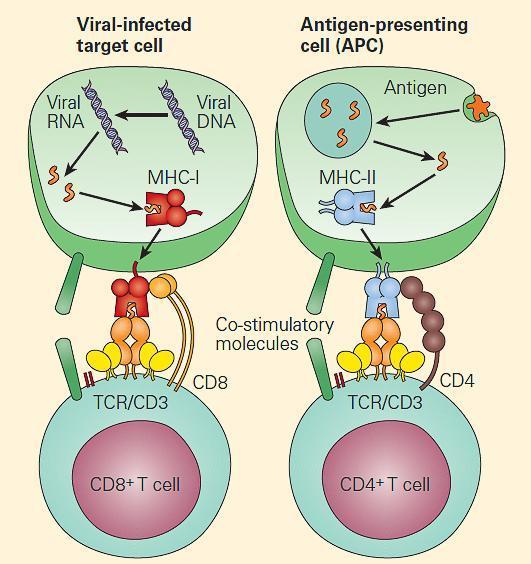 the process of antigen presentation