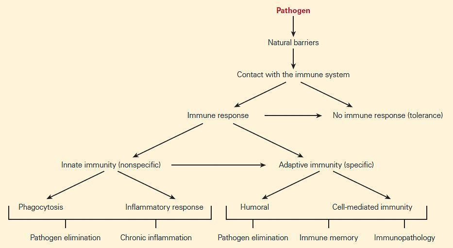 Adaptive Immune Response Flow Chart