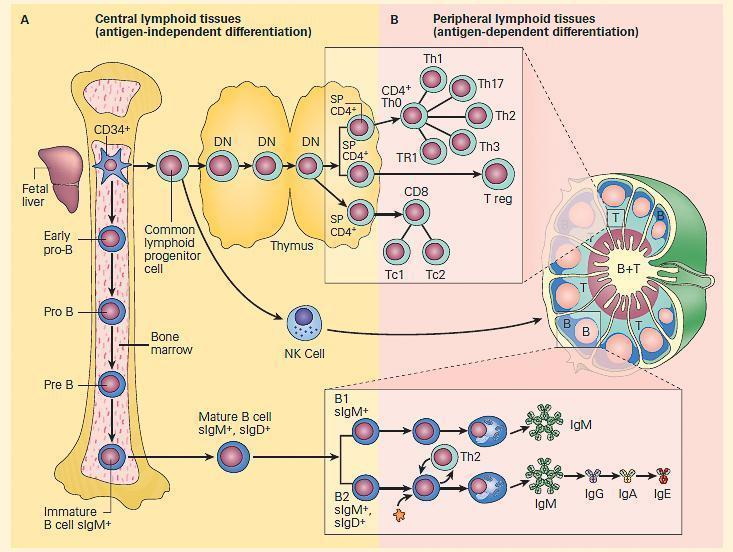 Ontogeny of the Immune System | Immunopaedia