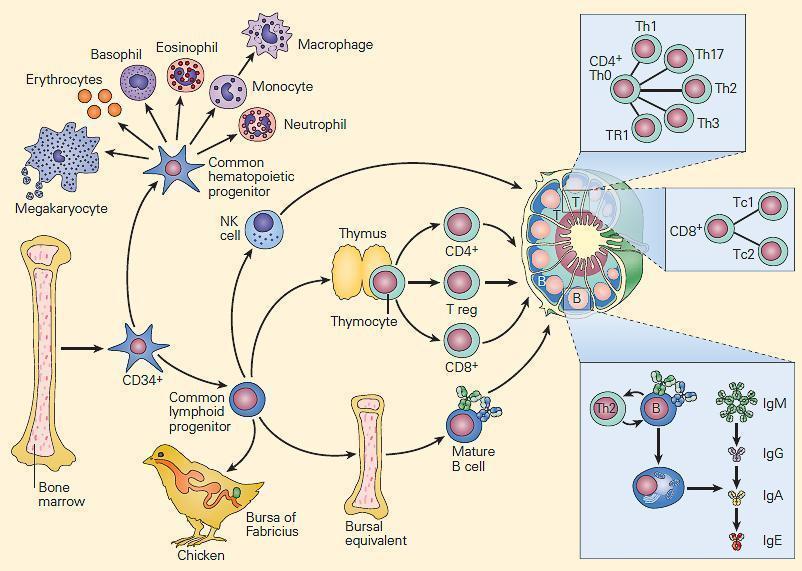 human immune system cells