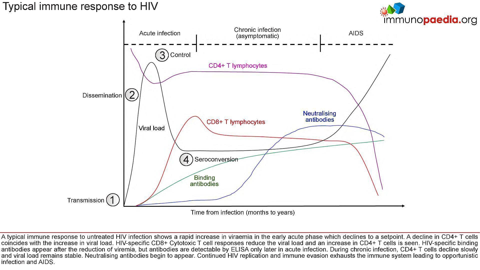 Hiv Cd4 Count Chart