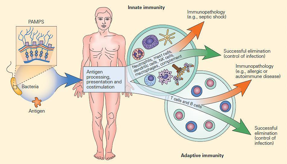 Frontiers  Inflammation and immune cell abnormalities in