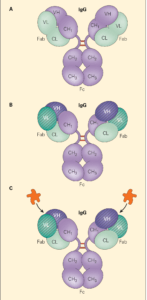 IgG molecule