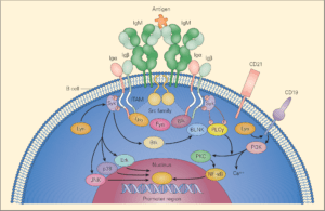 B cell activation