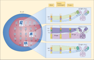 genetic loci which control immunoglobulin synthesis