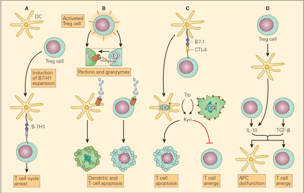 Cancer Immune Response Models _ Mouse Tumor Models for Advanced Cancer ...