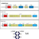Germline TCR gene segments