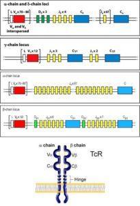 Germline TCR gene segments