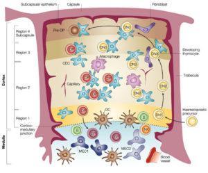 thymus compartments and cells involved in Thymopoeisis