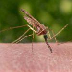 Femaled anopheles mosquito