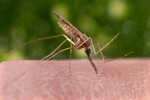 Femaled anopheles mosquito