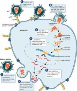 HIV lifecycle