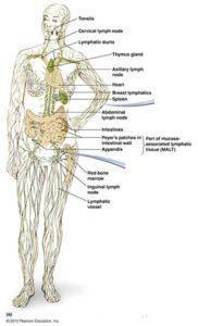 body immune system