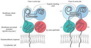 Structure MCH class I and II