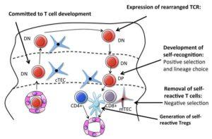 Summary of T cell development