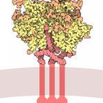 HIV Envelope glycoprotein