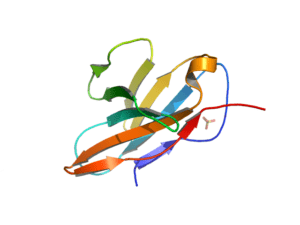 Human CD8 molecule