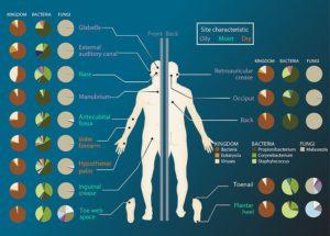 Microbiome sites on the skin
