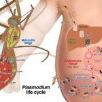 plasmodium life cycle