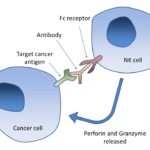 Antibody dependent cell-mediated cytotoxicity