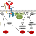 B cell signalling pathways