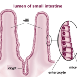 Microvilli of the intestine