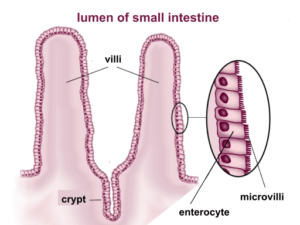 Microvilli of the intestine